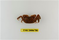 藏品(長足長方蟹)的圖片